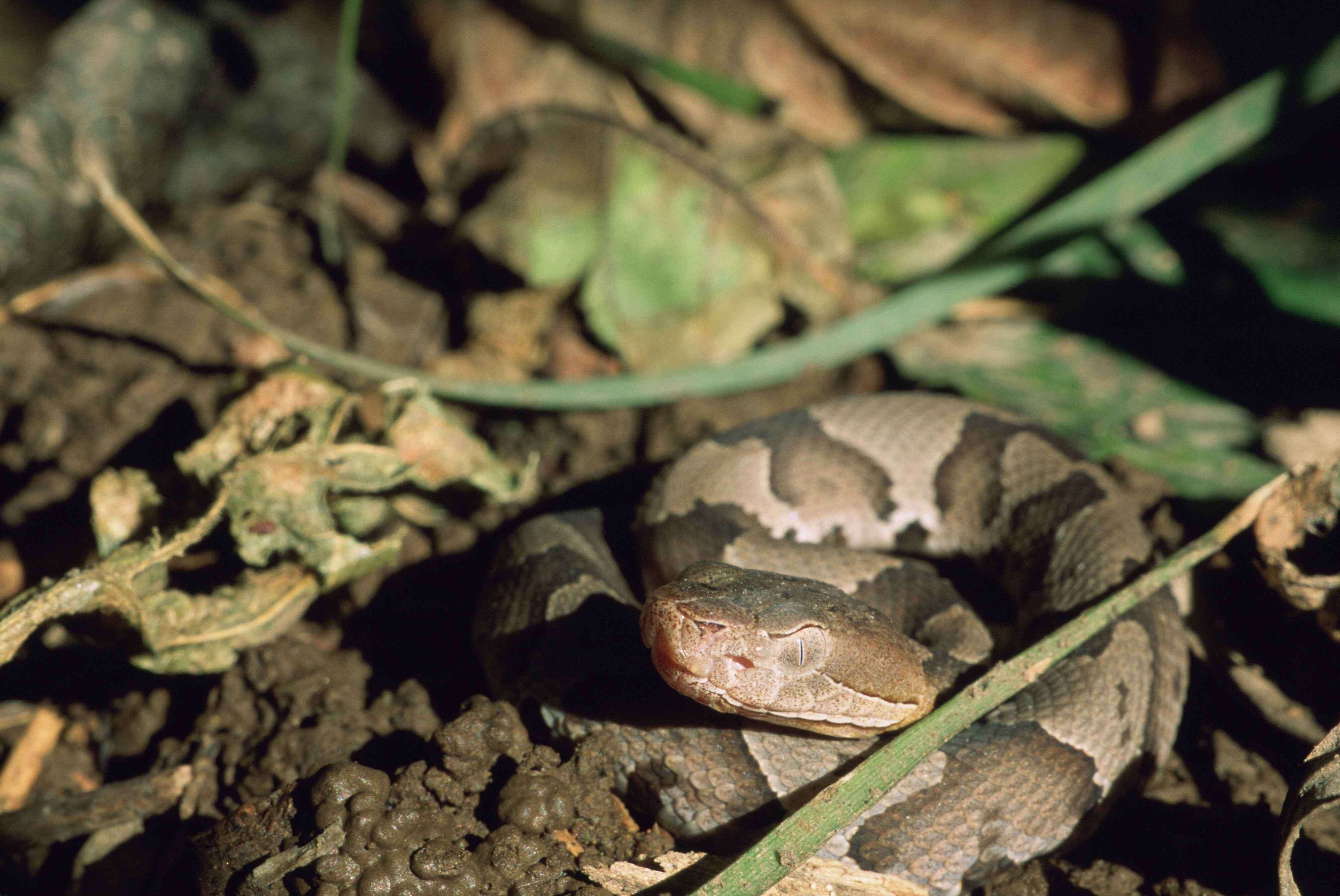 Слика од Agkistrodon contortrix (Linnaeus 1766)