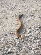 Image of Cottonmouth