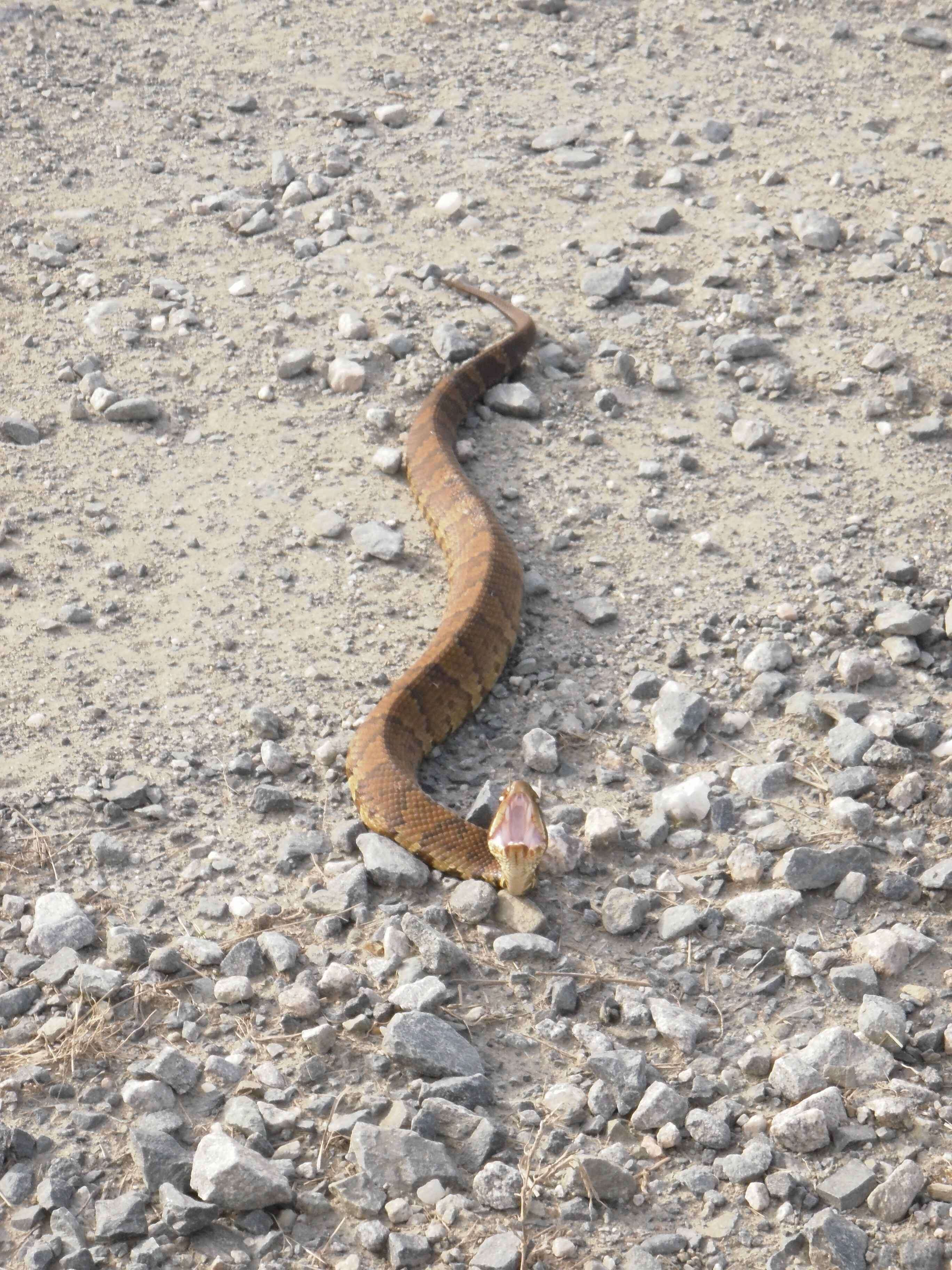 Image of Cottonmouth