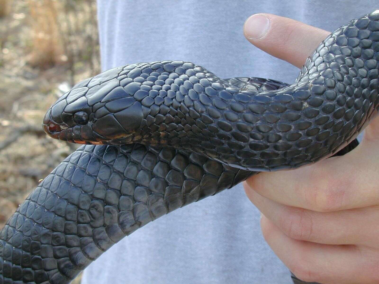 Image of Eastern Indigo Snake