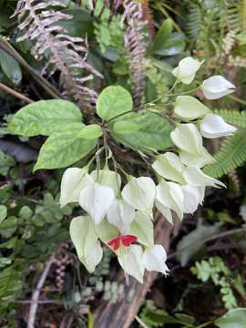 Imagem de Clerodendrum thomsoniae Balf. fil.