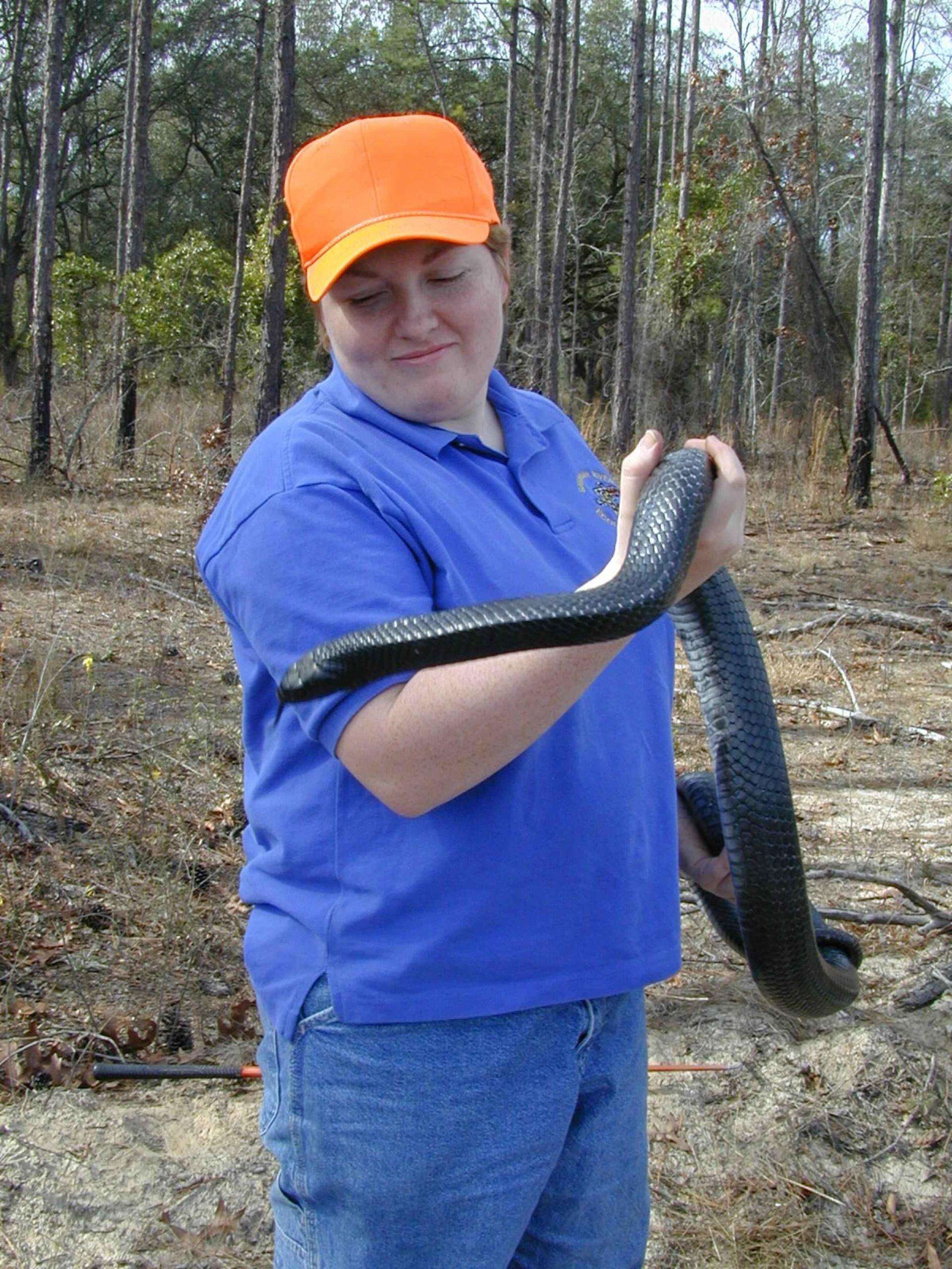 Image of Eastern Indigo Snake