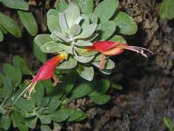 Image of Black Fuschia