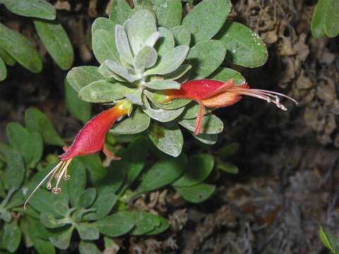 صورة Eremophila glabra (R. Br.) Ostenf.