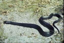 Image of Eastern Indigo Snake