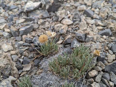 Image de Erigeron compactus Blake