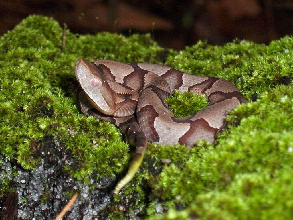 Image of Copperhead