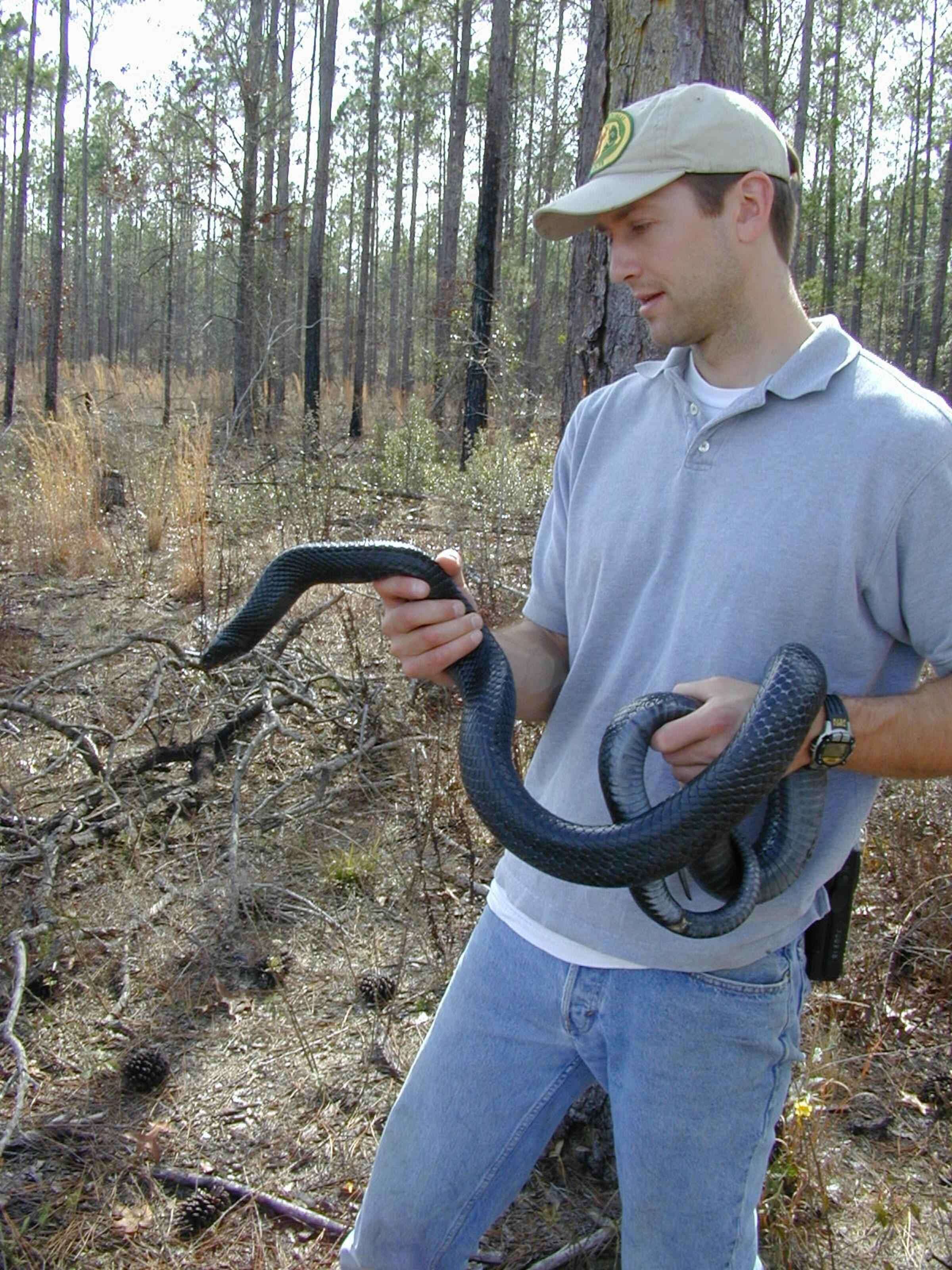 Image of Eastern Indigo Snake