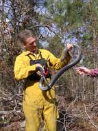 Image of Eastern Indigo Snake