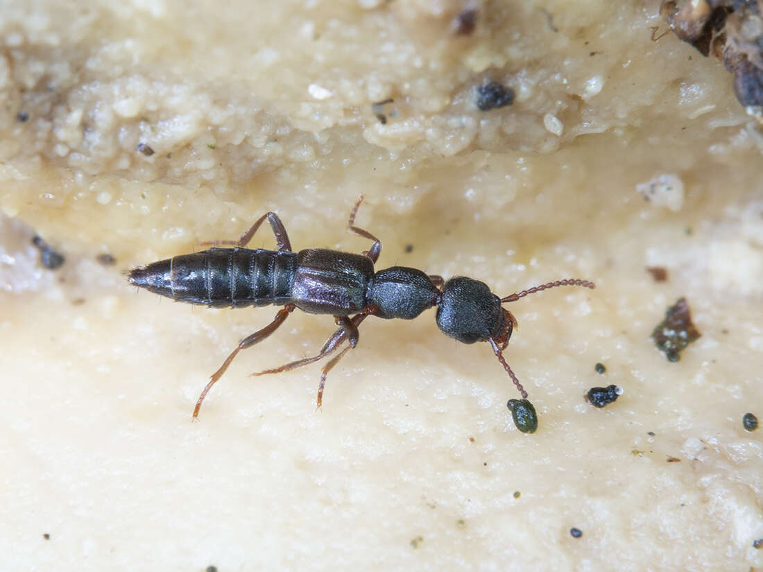 Plancia ëd Rugilus (Rugilus) rufipes Germar 1836