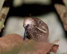 Image of Puerto Rican Boa