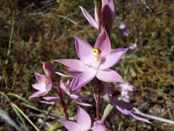 Image of Kath's sun orchid