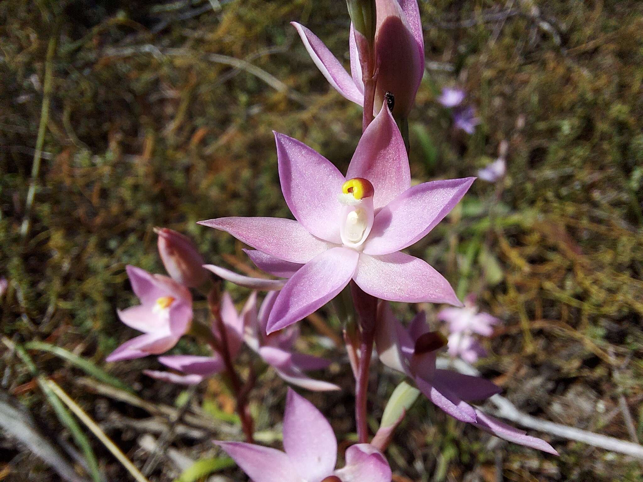 Image of Kath's sun orchid