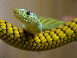 Image of Western Green Mamba