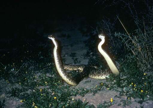 Image of Western Diamond-backed Rattlesnake