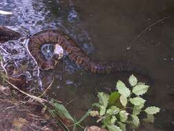 Image of Cottonmouth