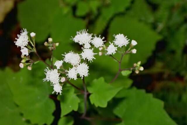 Image of Lucy Braun's snakeroot