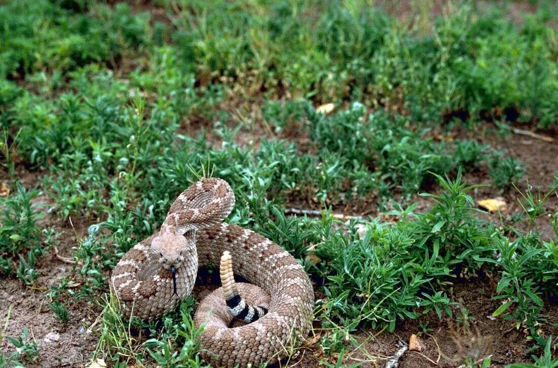 Image of Western Diamond-backed Rattlesnake