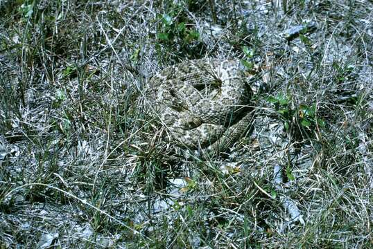 Image of Western Diamond-backed Rattlesnake