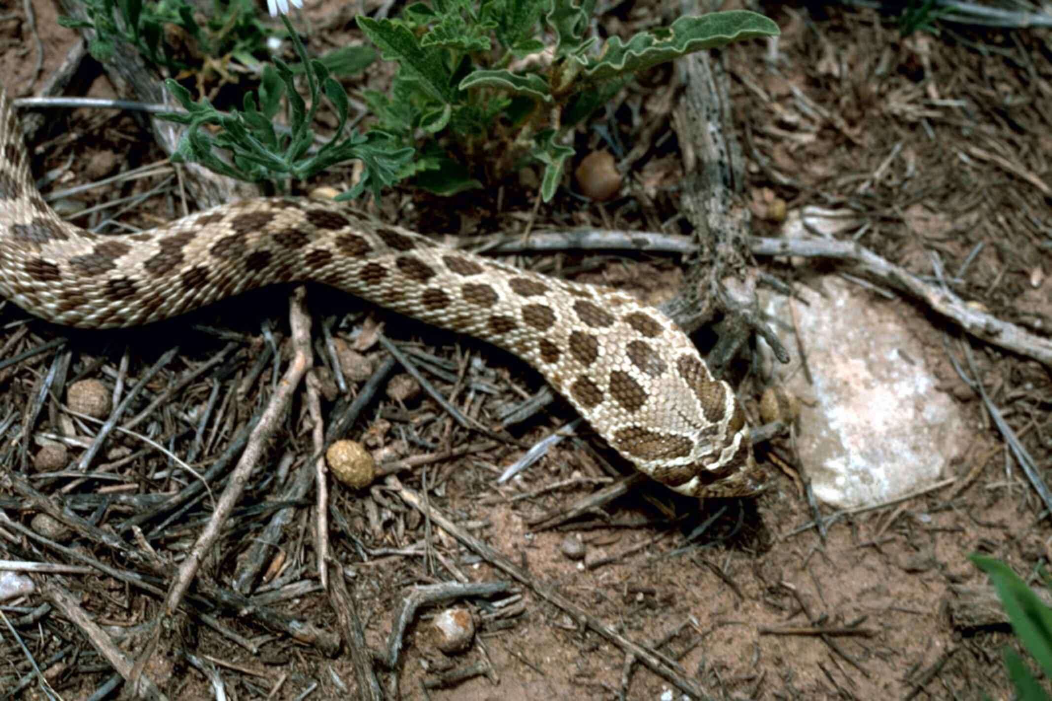 Imagem de Heterodon nasicus Baird & Girard 1852