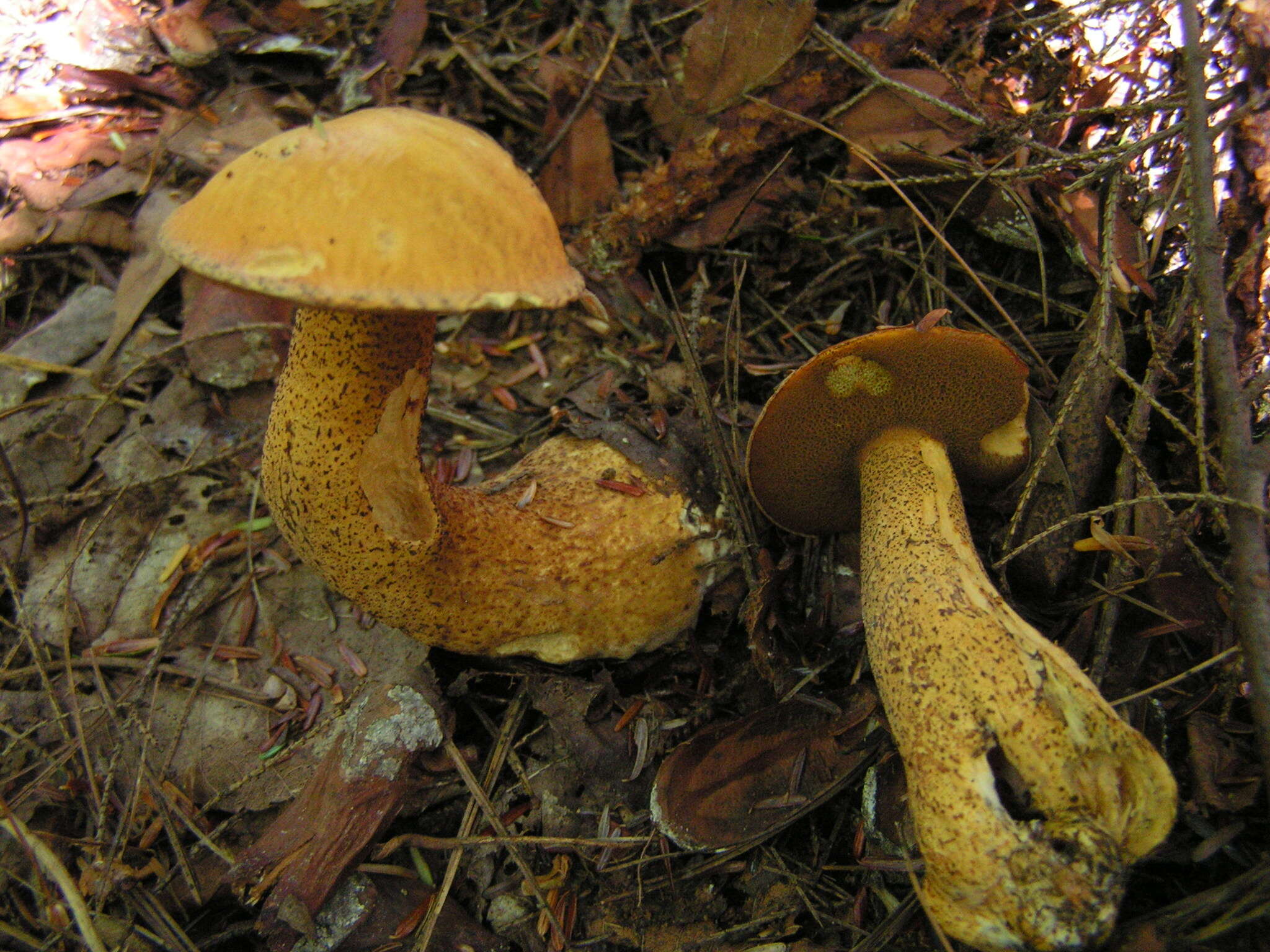 Image de Suillus punctipes (Peck) Singer 1945