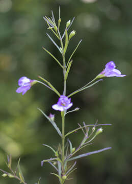 Image of slenderleaf false foxglove