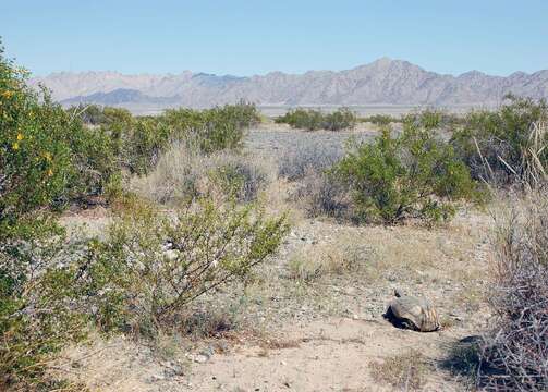 Image of desert tortoise