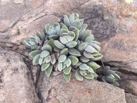 Image of Crassula lanuginosa Harv.