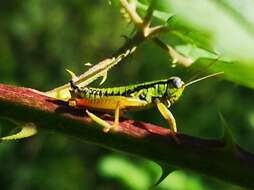 Imagem de Micropodisma salamandra (Fischer 1853)