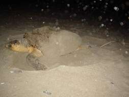 Image of Caretta