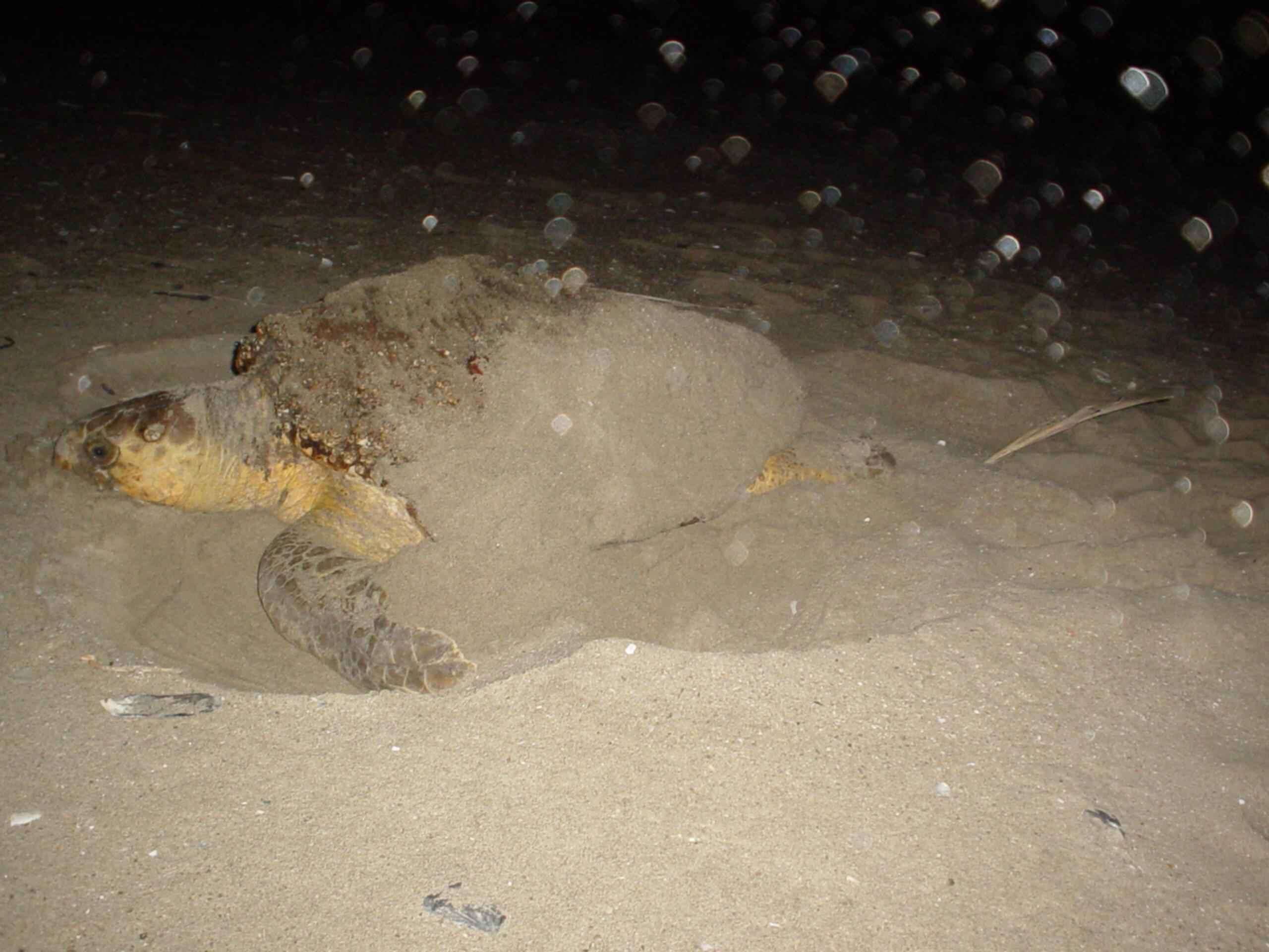 Image of Caretta