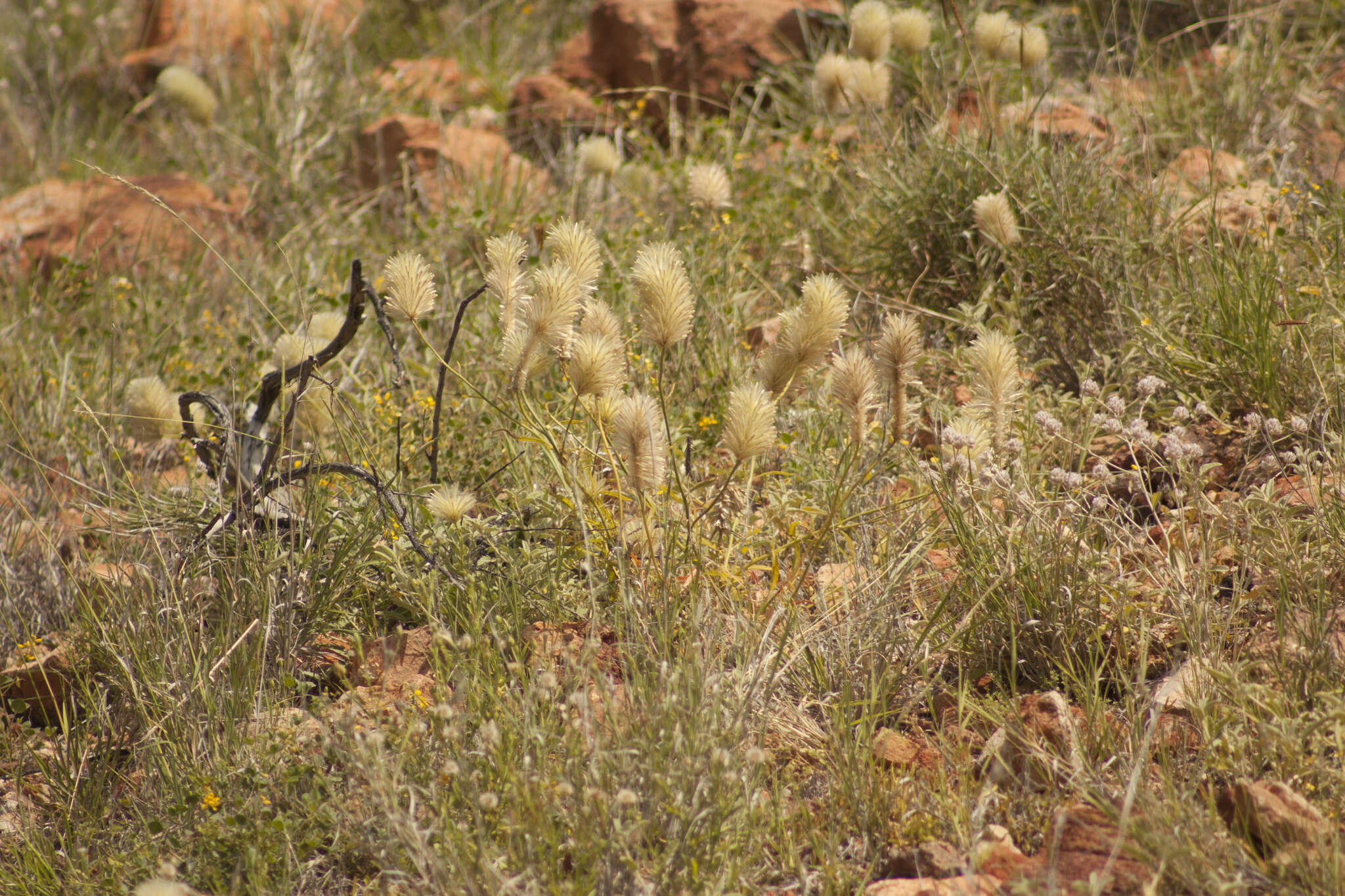 Image of Ptilotus xerophilus