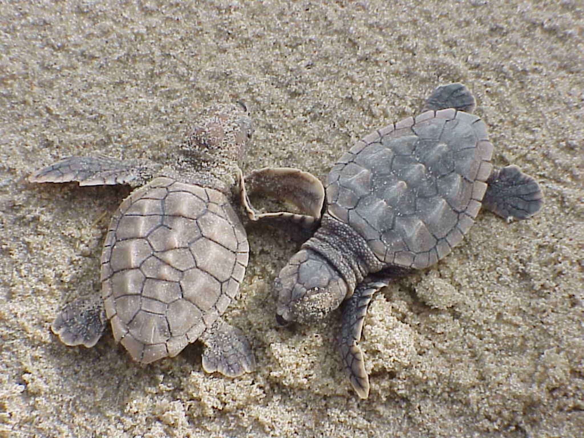 Image of Caretta