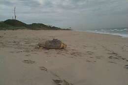 Image of Caretta