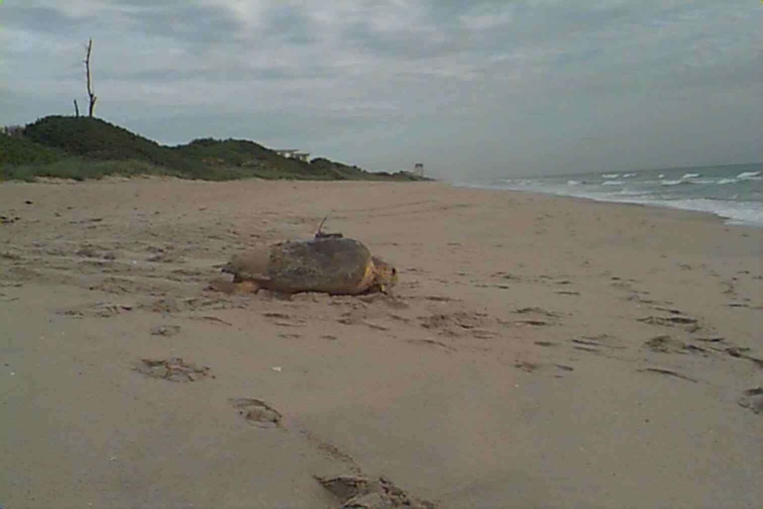 Image of Caretta