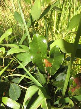 Image of Euclea natalensis subsp. natalensis