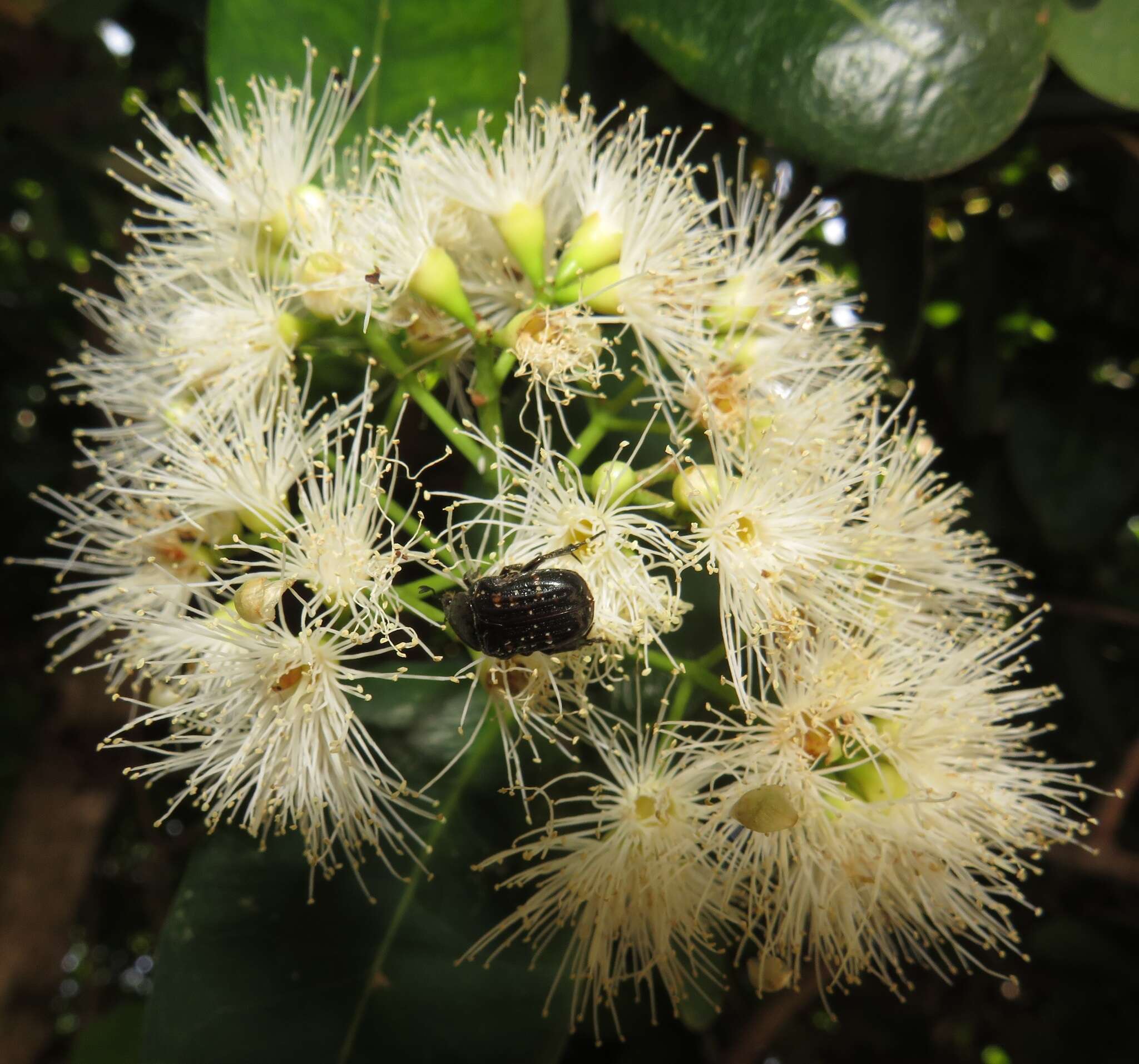 Imagem de Syzygium cordatum subsp. cordatum