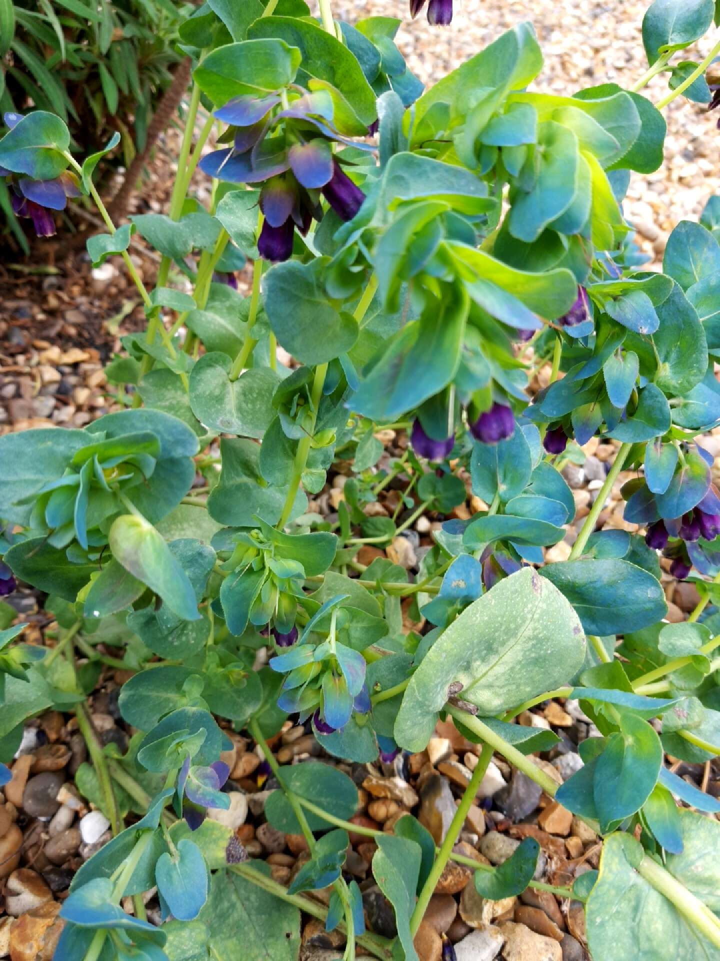 Image of honeywort