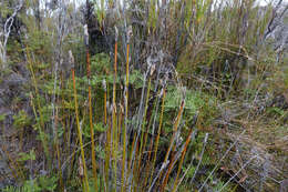 Image of Lepidosperma australe (A. Rich.) Hook. fil.