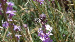 صورة Anthophora alluaudi Pérez 1902