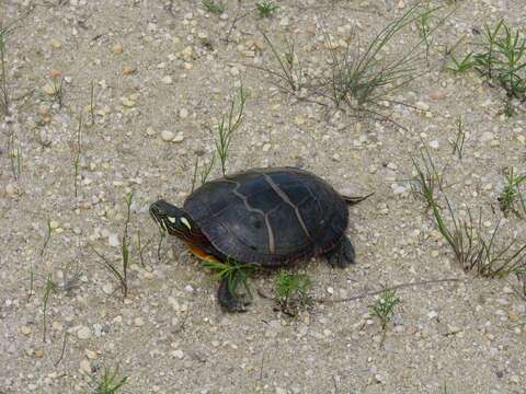 Image of Eastern Painted Turtle