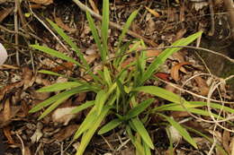 Image of Cyrtochilum revolutum (Lindl.) Dalström