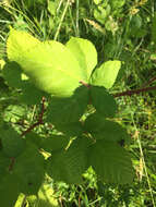 Image of Himalayan berry