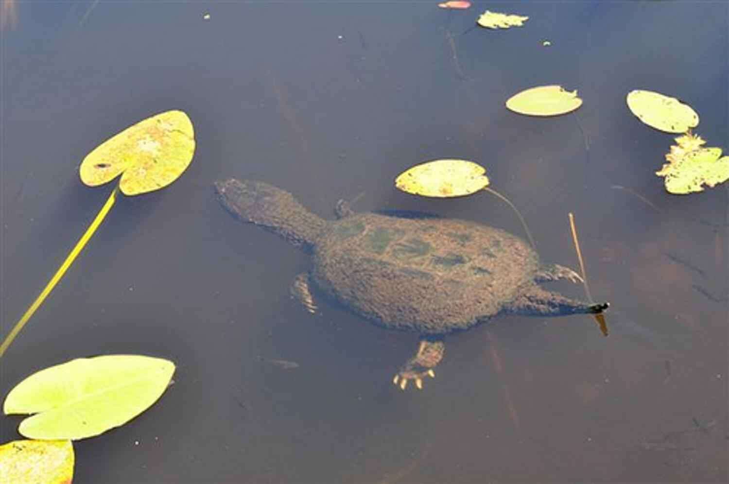 Imagem de Macrochelys