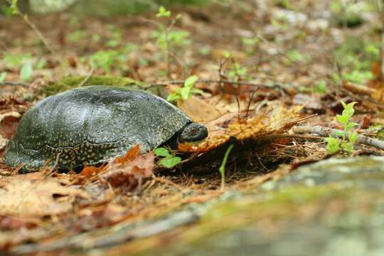 Image of Blanding's Turtle