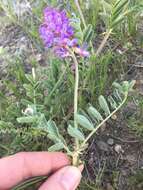 Imagem de Astragalus bisulcatus (Hook.) A. Gray