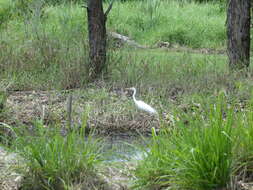 Imagem de Ardea intermedia plumifera (Gould 1848)