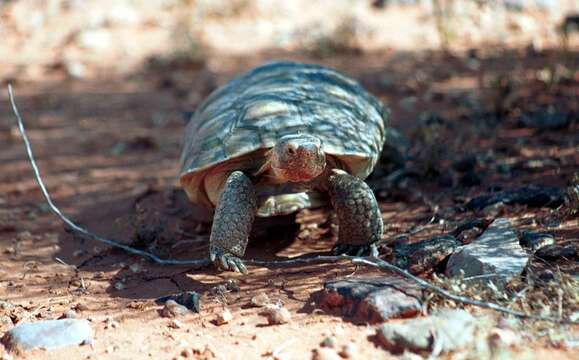 Image of desert tortoise