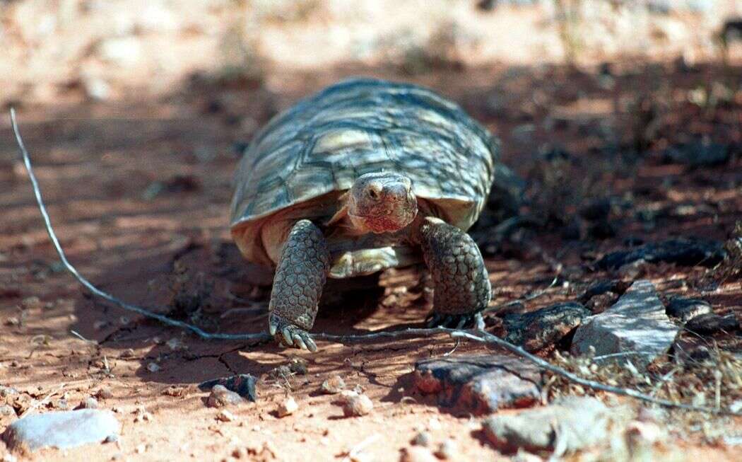 Image of desert tortoise