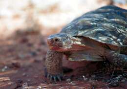 Image of desert tortoise